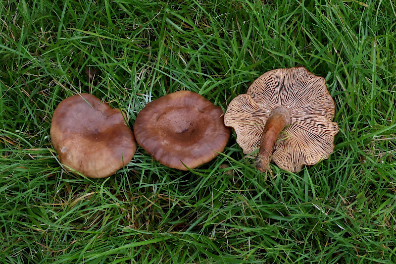 Lactarius serifluus - &copy; Charles Hipkin