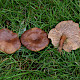 Lactarius serifluus