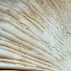Amanita betulae