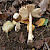 Amanita betulae - &copy; Charles Hipkin