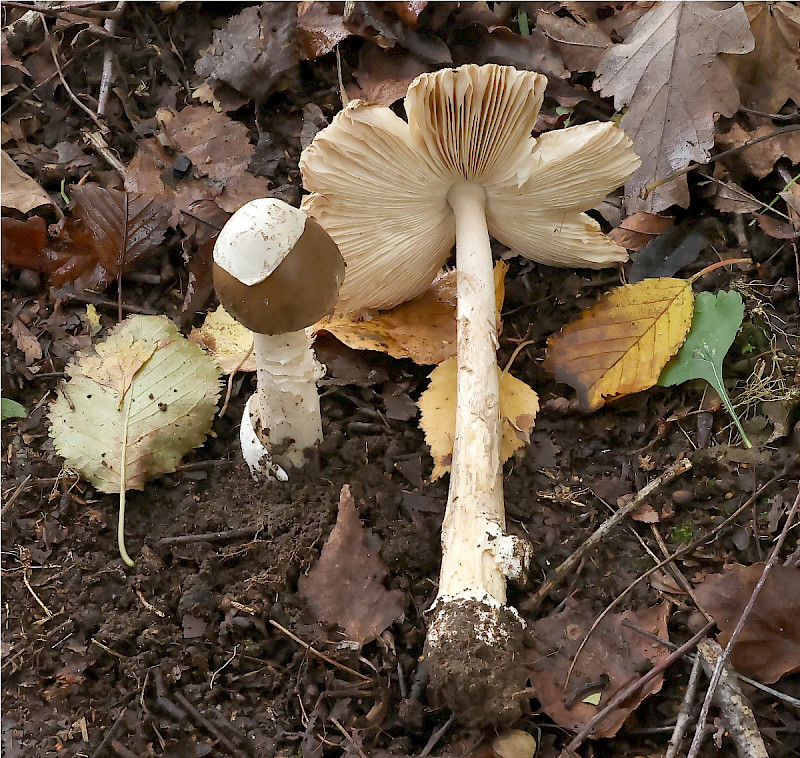 Amanita betulae - &copy; Charles Hipkin