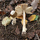 Amanita betulae