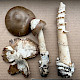 Amanita betulae