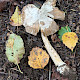 Amanita betulae
