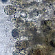 Amanita betulae