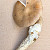 Amanita betulae - &copy; Charles Hipkin