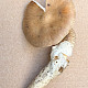 Amanita betulae