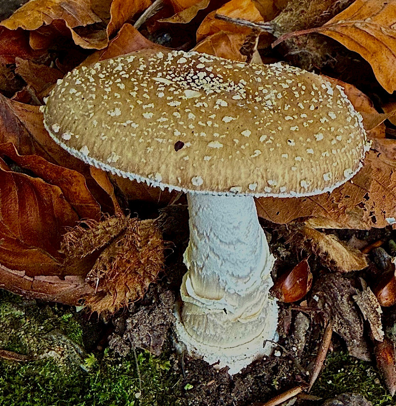 Amanita pantherina - &copy; Charles Hipkin