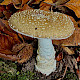 Amanita pantherina