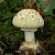 Amanita citrina - &copy; Charles Hipkin