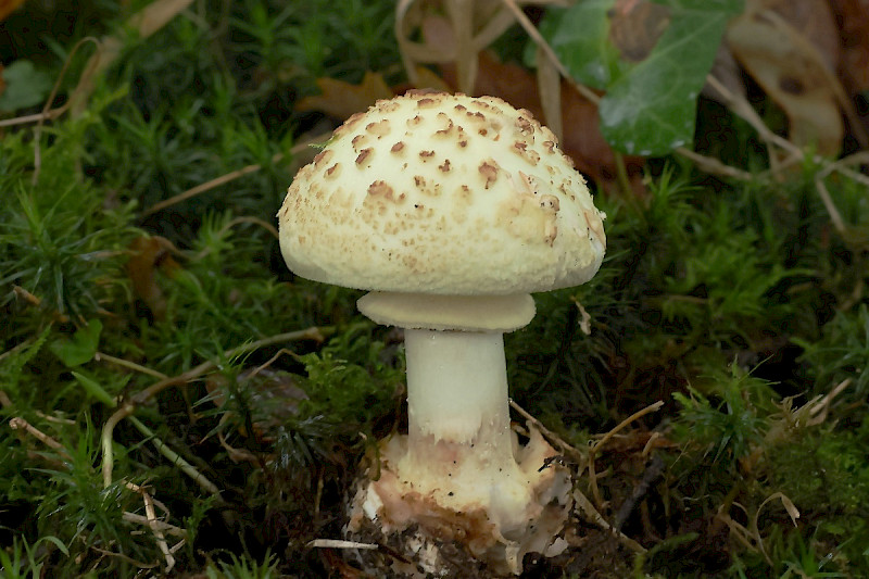 Amanita citrina - &copy; Charles Hipkin