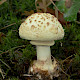 Amanita citrina