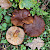 Lactarius serifluus - &copy; Charles Hipkin