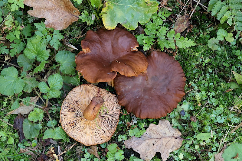 Lactarius serifluus - &copy; Charles Hipkin