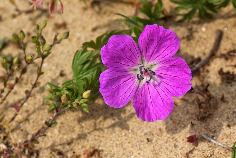 Geranium sanguineum - © Barry Stewart