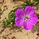 Geranium sanguineum