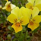 Viola tricolor