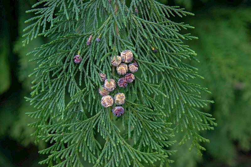 Chamaecyparis lawsoniana - &copy; Charles Hipkin